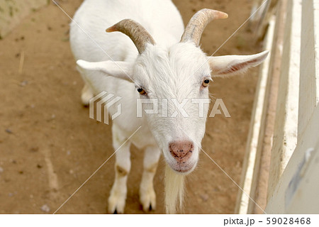 ヤギ 山羊 動物 偶蹄類の写真素材