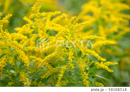 ブタクサ花粉の写真素材