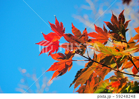光に透けたカエデの紅葉