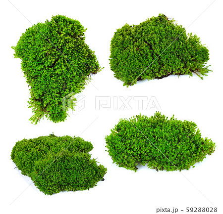 蘚苔類の写真素材
