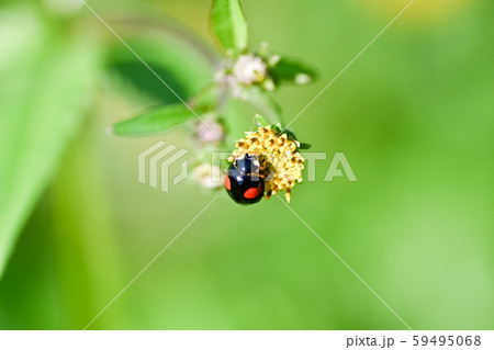 二星テントウ虫 昆虫の写真素材