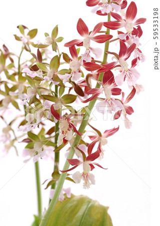 花 蘭 茶色 植物の写真素材