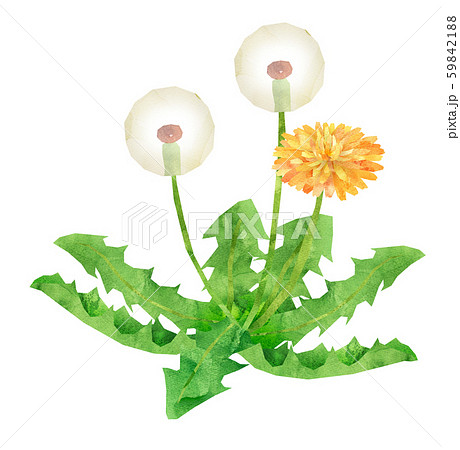 たんぽぽ 花 植物 春のイラスト素材