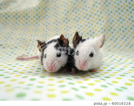 パンダマウス ネズミ パンダ ハツカネズミの写真素材 Pixta