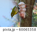 牛脂を食べに来たメジロの写真素材