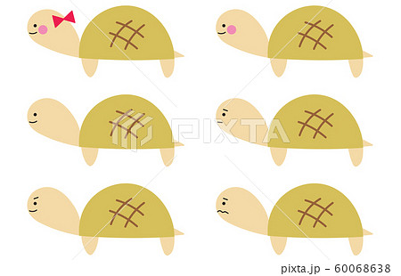 イシガメのイラスト素材