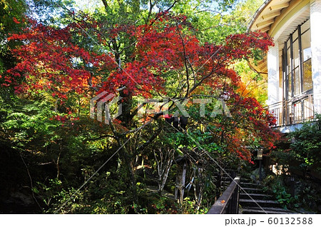 湯河原 万葉公園 紅葉 青空の写真素材