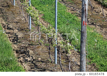 添え木の写真素材