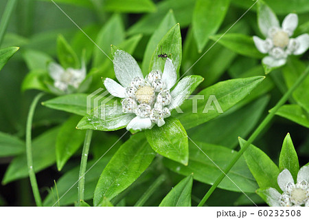 エーデルワイス 花の写真素材