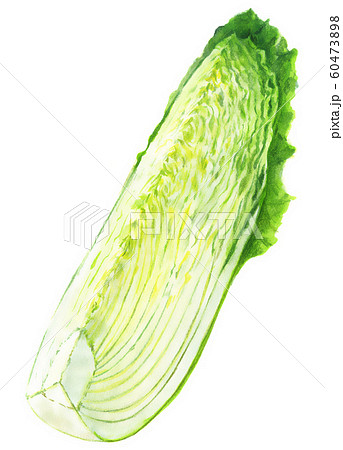 白菜 野菜 冬野菜 水彩画のイラスト素材