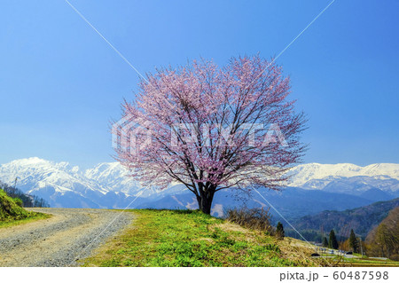 野平の一本桜の写真素材