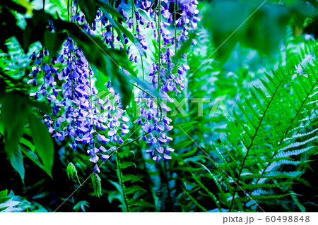 シダ 影 植物 初夏の写真素材