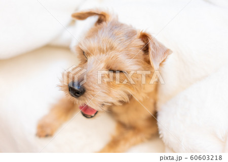 犬 あくび ノーフォークテリア かわいいの写真素材