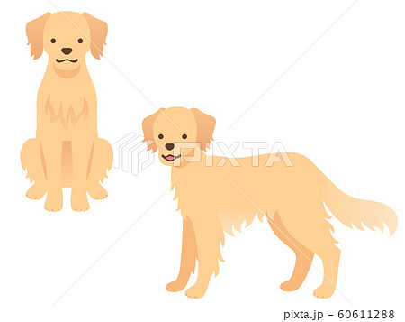 四足歩行 動物の写真素材