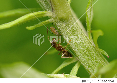 アリマキ 共生 アブラムシ 蟻の写真素材