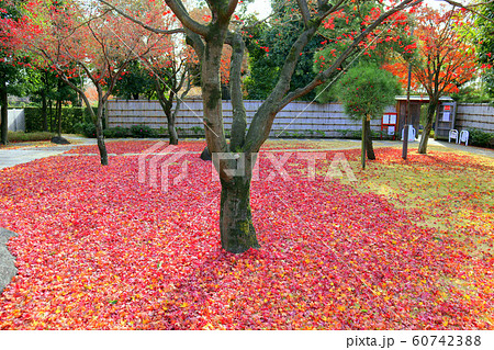 風景 景色 秋 越谷の写真素材