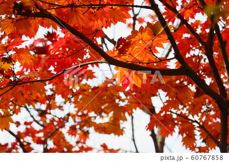 カエデ イタヤカエデ 葉 紅葉の写真素材