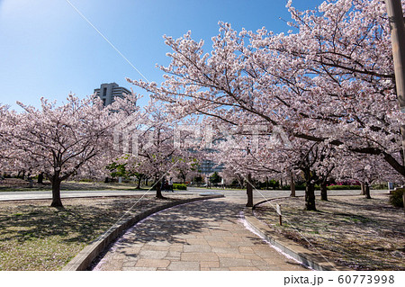 大島小松川公園 公園 桜 サクラの写真素材