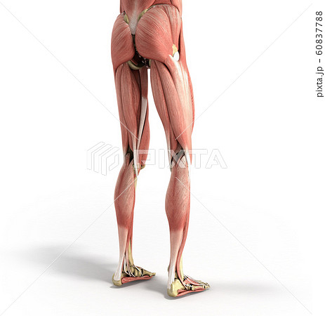 太もものイラスト素材