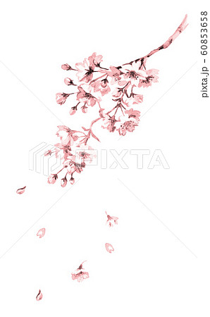 桜 花 線画 ペン画のイラスト素材