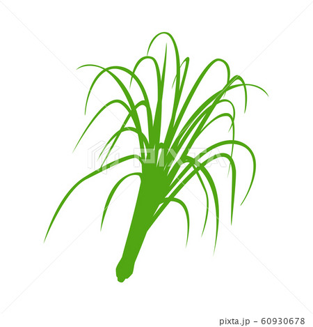 野菜 草 レモングラス レモンのイラスト素材