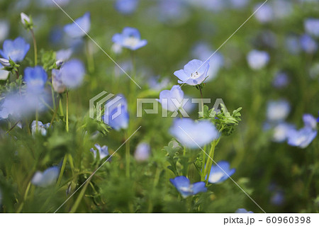 私はあなたを許す 花言葉 ルリカラクサの写真素材