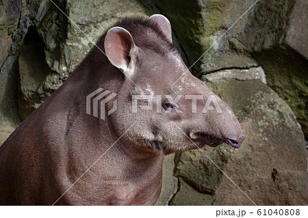 ブラジルバク バク 獏 動物の写真素材