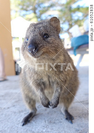 クアッカワラビーの写真素材