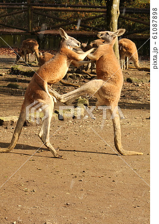 カンガルーボクシングの写真素材 - PIXTA