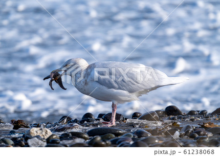 ヒトデ 海鳥 鳥 カモメの写真素材