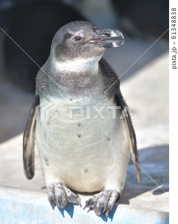 皇帝ペンギン ペンギン 赤ちゃん ヒナの写真素材