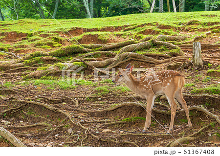 鹿 可愛い 横向き 樹木の写真素材