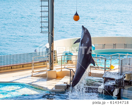 イルカ 海響館 水族館 イルカショーの写真素材 - PIXTA