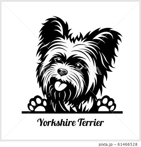 ヨーキー 犬 かわいい 友達 ヨークシャーテリアのイラスト素材