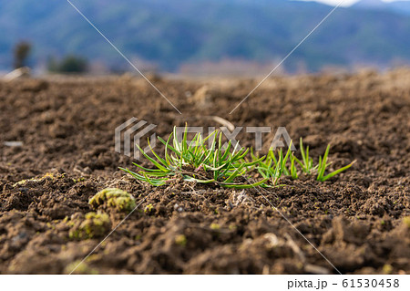 雑草 スズメノカタビラ 緑色 葉の写真素材