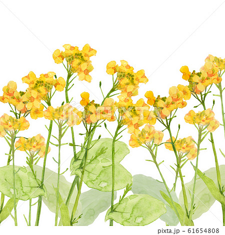 花 花畑 菜の花 菜の花畑のイラスト素材