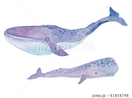 クジラ シロナガスクジラ 海 大きいのイラスト素材 Pixta