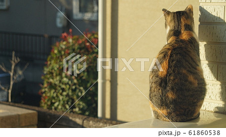 猫 背中 哀愁 かわいいの写真素材