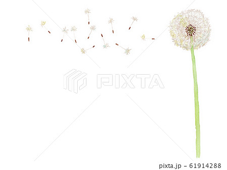 たんぽぽのイラスト素材集 ピクスタ