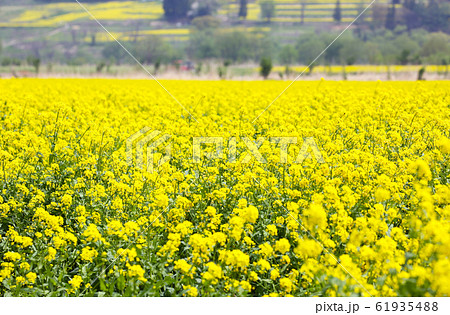 野沢菜の花の写真素材