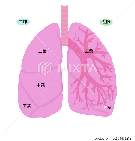 肺のイラスト素材