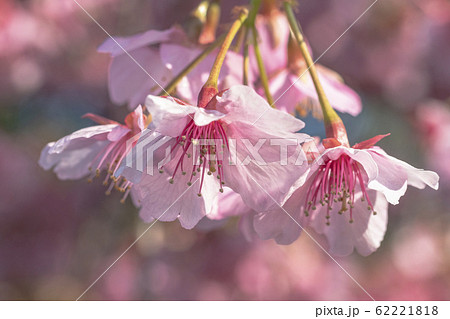 川津 花の写真素材