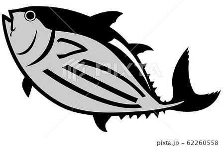 カツオ 鰹 のイラスト素材集 ピクスタ