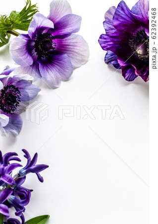 花 アネモネ 紫色 壁紙の写真素材