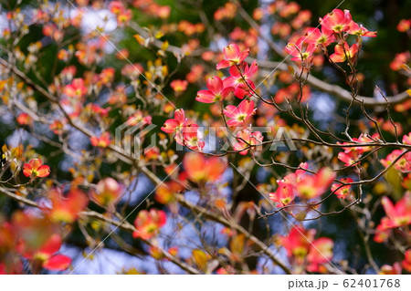 ハナミズキ 綺麗 可愛い 花の写真素材