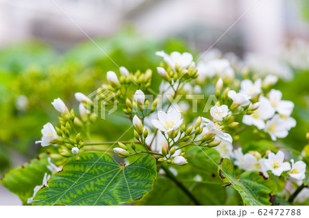 客家油桐花桐花祭花照片素材