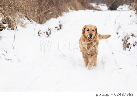 犬 ゴールデンレトリーバー 雪 ゴールデンレトリバーの写真素材
