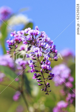 ハーデンベルギア 花 紫色 つる性植物の写真素材