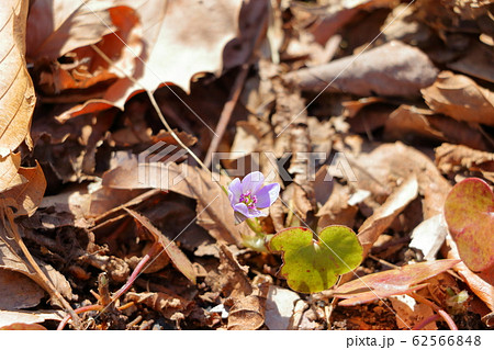 ミスミソウ 花の写真素材