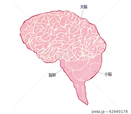 大脳のイラスト素材 Pixta